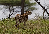 Cheetah, Serengeti